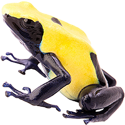 Citronella Dart Frog